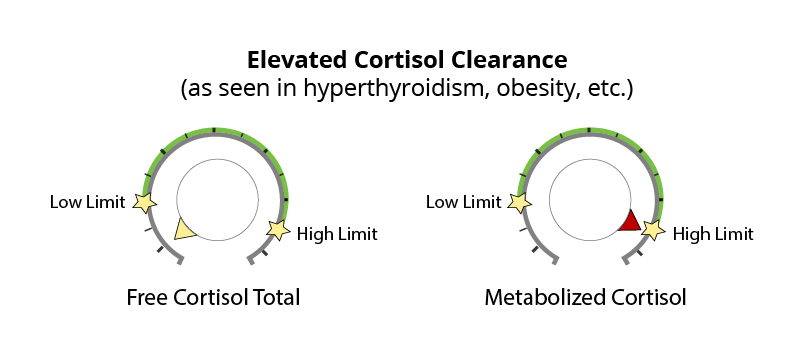 Metabolized Versus Free Cortisol Understanding The Difference Dutch Test