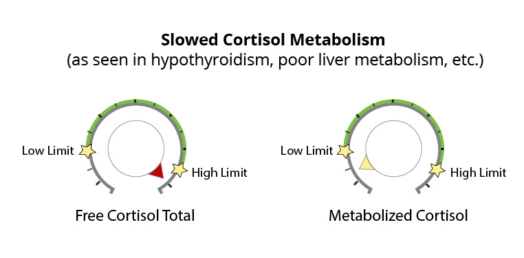 Metabolized Versus Free Cortisol Understanding The Difference Dutch Test